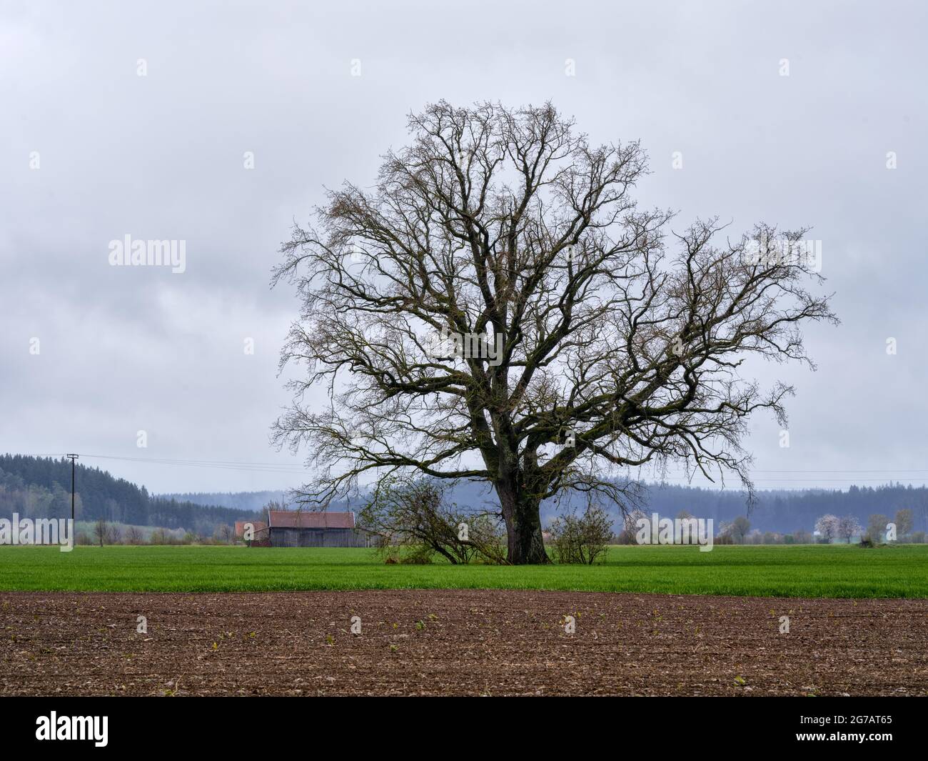 Arbre, chêne, solitaire, arbre solitaire, champ, arable, grange, grange, ligne électrique, temps pluvieux, nuageux, colline, forêt Banque D'Images