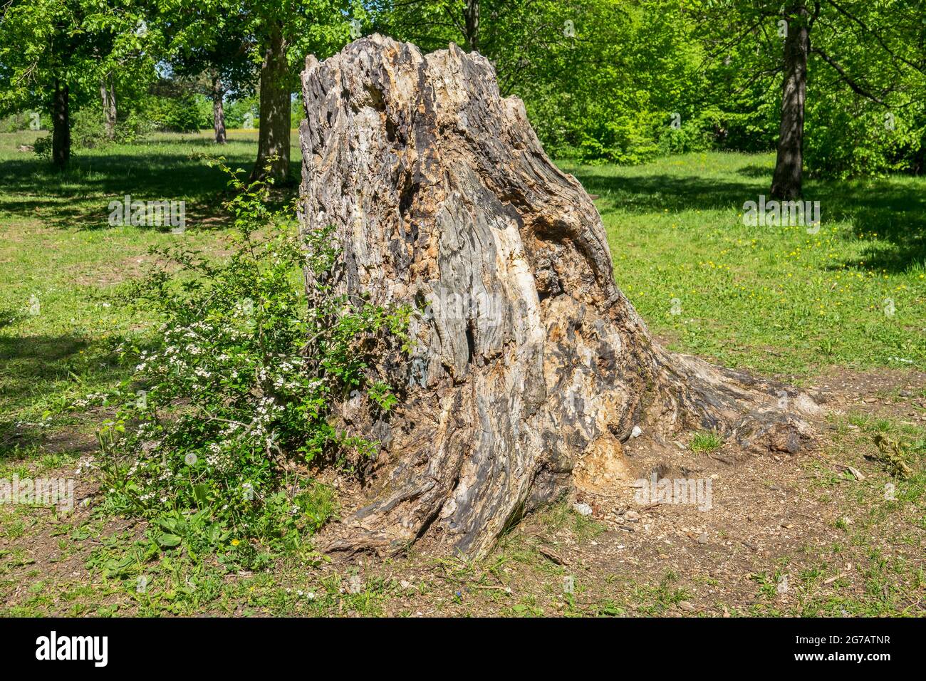 Allemagne, Bade-Wurtemberg, Pfullingen, ancienne souche d'arbre sur le Schönbergwiese à la tour de Schönberg. Alb. Souabe Banque D'Images