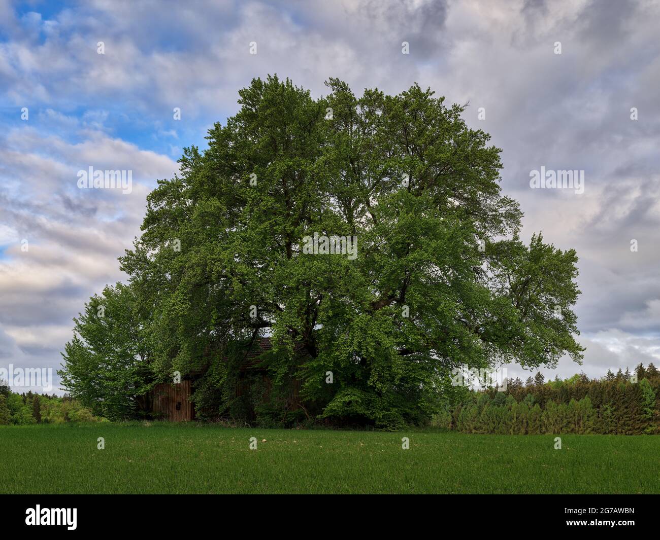 Région de cinq lacs, paysage culturel, région de cinq lacs, arbre, humeur du matin, Matin de printemps, contreforts alpins, contreforts bavarois des Alpes, agriculture, terres agricoles, champ, terres arables, groupe d'arbres, grange, hangar, nuages, forêt, forêt de conifères, forêt Banque D'Images