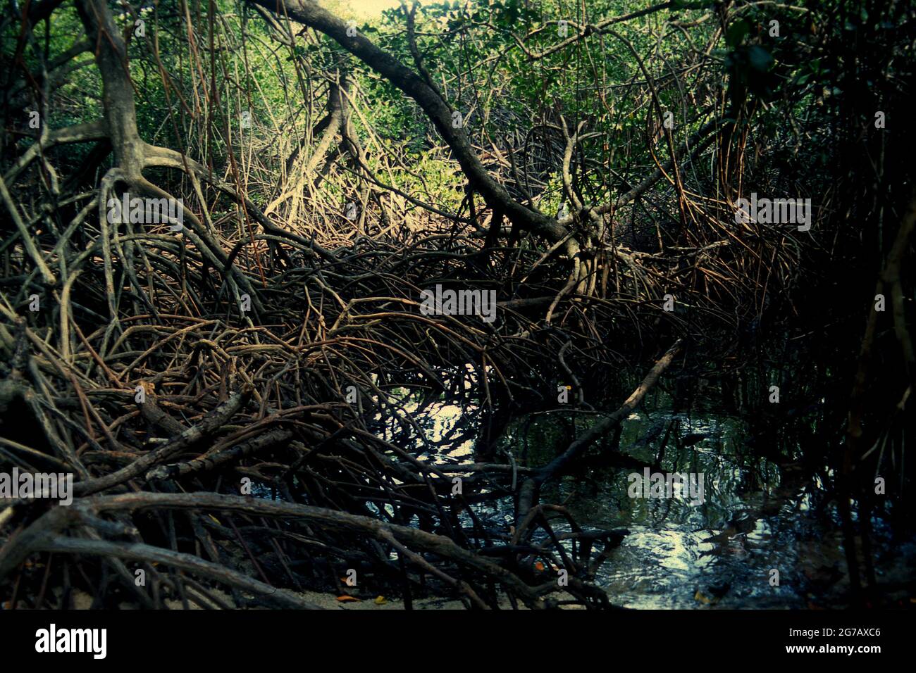 Mangroves à la plage de Bama dans le parc national de Baluran, Java-est, Indonésie. Banque D'Images