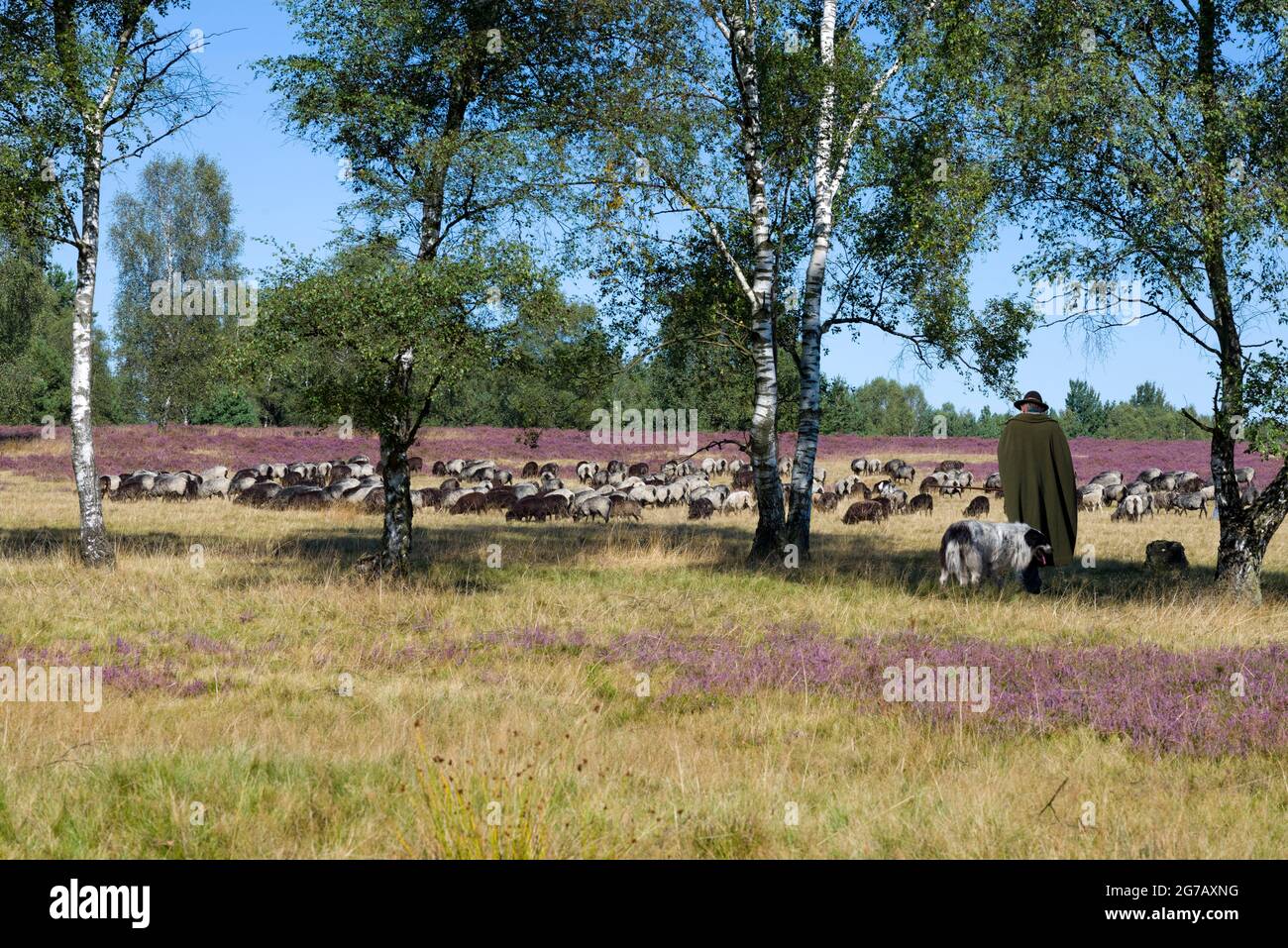Troupeau de moutons dans la Heath de Lueneburg, Basse-Saxe, Allemagne Banque D'Images