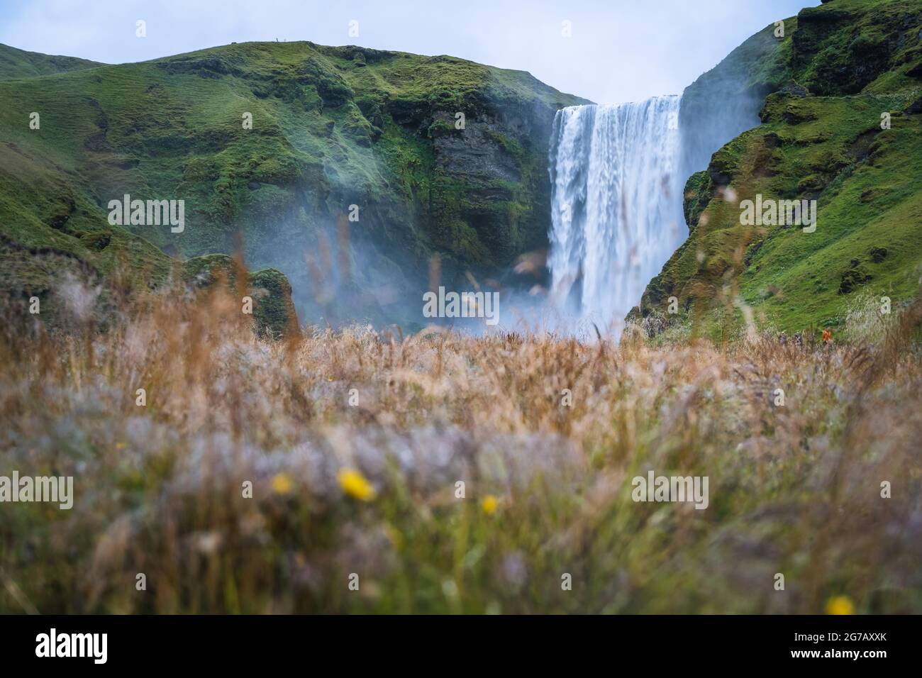 La cascade la plus populaire en Islande - Skogafoss. Champ d'herbe en premier plan défoqué Banque D'Images