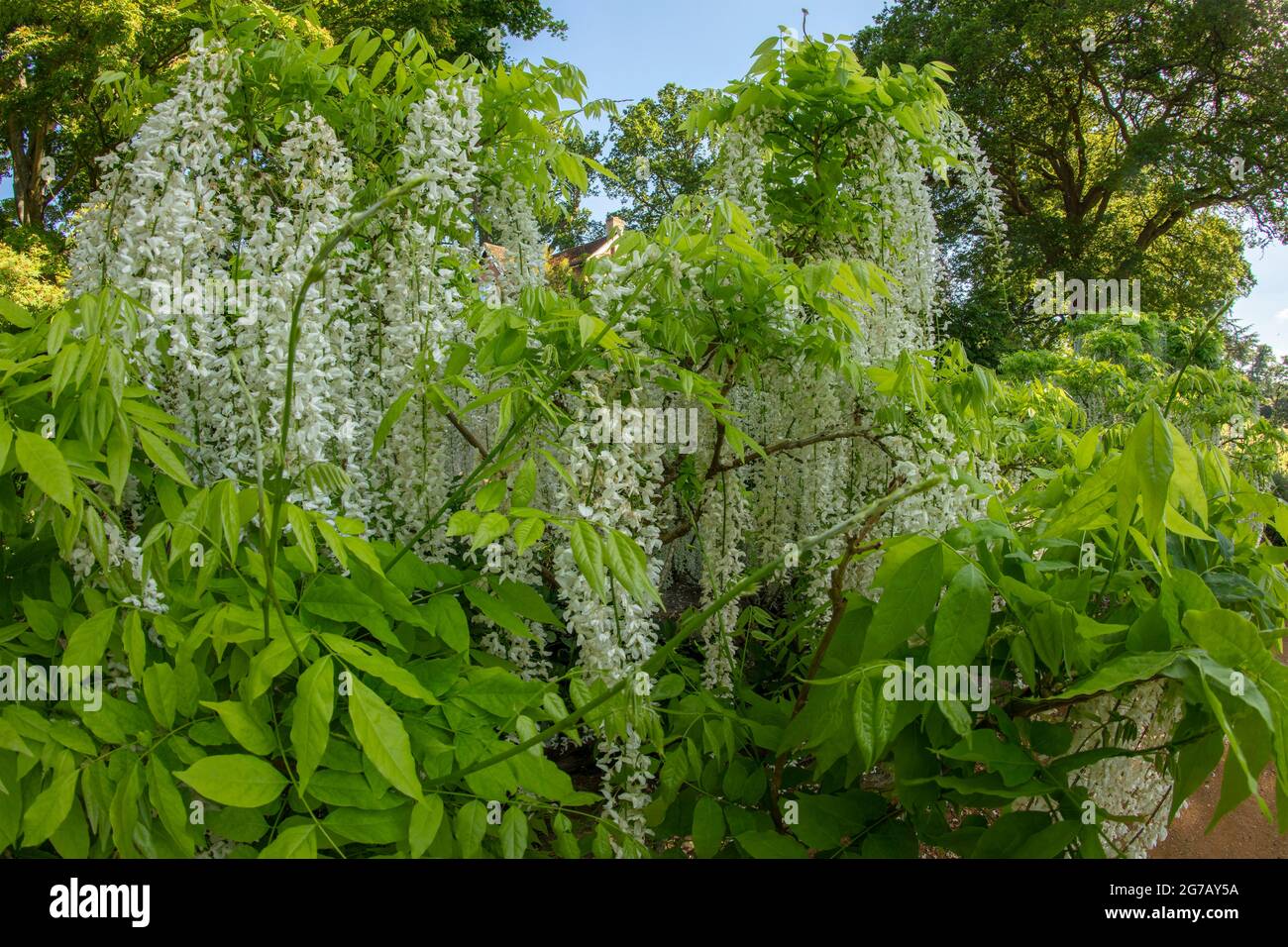 Magnifique Wisteria floribunda F. alba ‘hiro-noda’, wisteria japonaise blanche, Wisteria floribunda ‘hiro-naga’, Wisteria floribunda ‘longissima Alba’ Banque D'Images