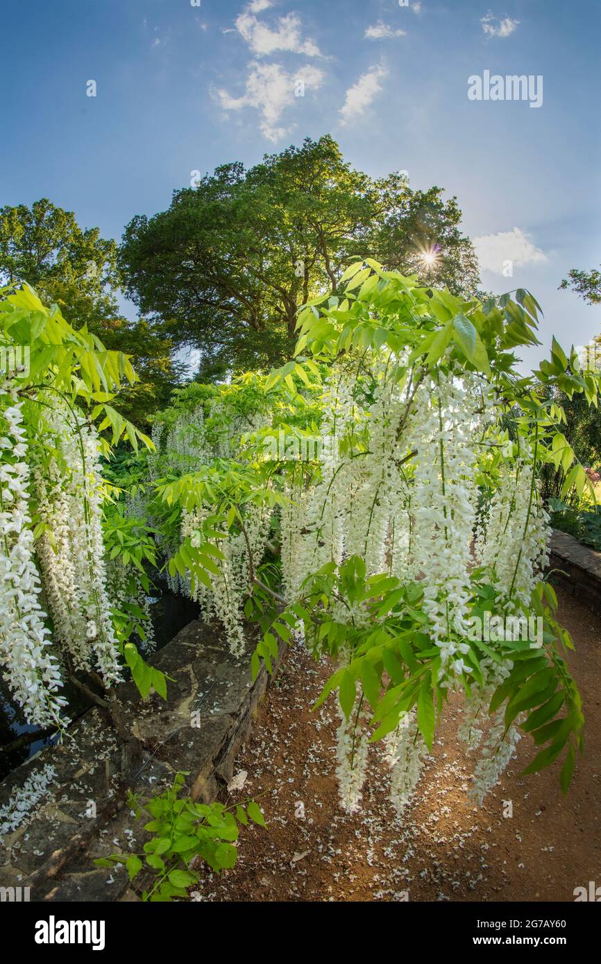 Magnifique Wisteria floribunda F. alba ‘hiro-noda’, wisteria japonaise blanche, Wisteria floribunda ‘hiro-naga’, Wisteria floribunda ‘longissima Alba’ Banque D'Images