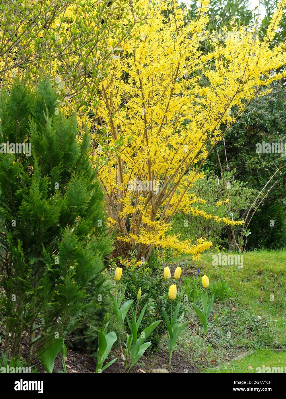 La forsythia (Forsythia Ã— intermedia) avec des tulipes jaunes Banque D'Images