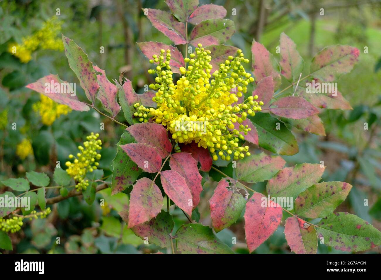 Raisin d'Oregon (Mahonia aquafolium), floraison Banque D'Images