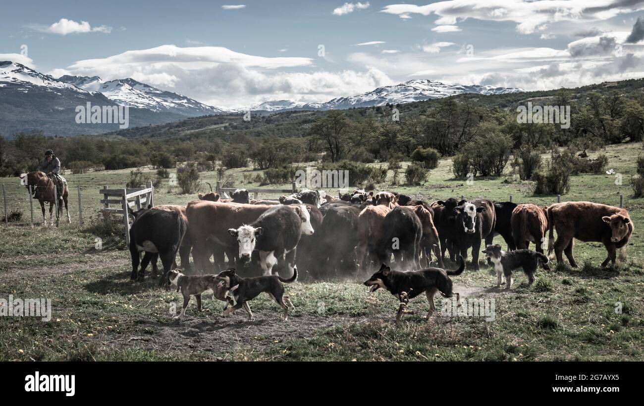 El Gaucho, troupeau de vaches avec chiens errants, Patagonie, Chili Banque D'Images