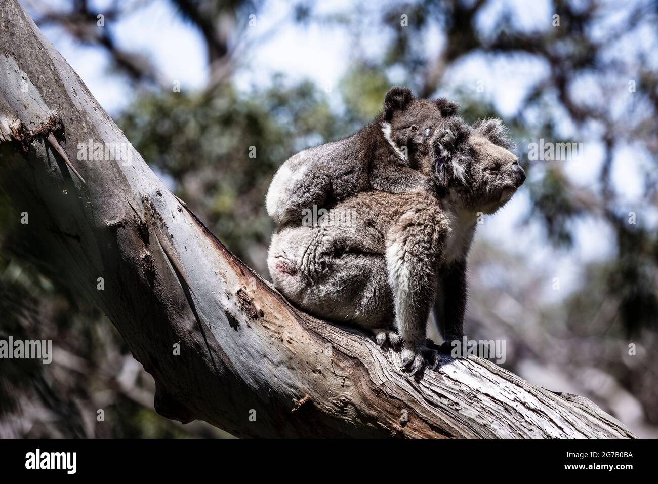 Koalas sur l'arbre, parc national Great Otway, Australie Banque D'Images