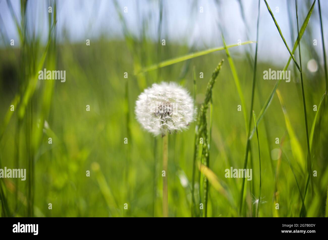 Horloge pissenlit pleine de graines dans la campagne du Sussex, Angleterre, Royaume-Uni. Le Taraxacum officinale, le pissenlit ou pissenlit commun, est une plante herbacée vivace à fleurs du genre pissenlit de la famille des Asteraceae Banque D'Images