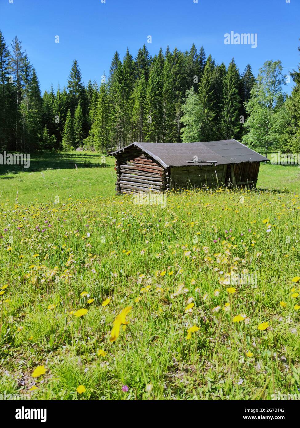 Grange de foin dans un défrichement forestier Banque D'Images