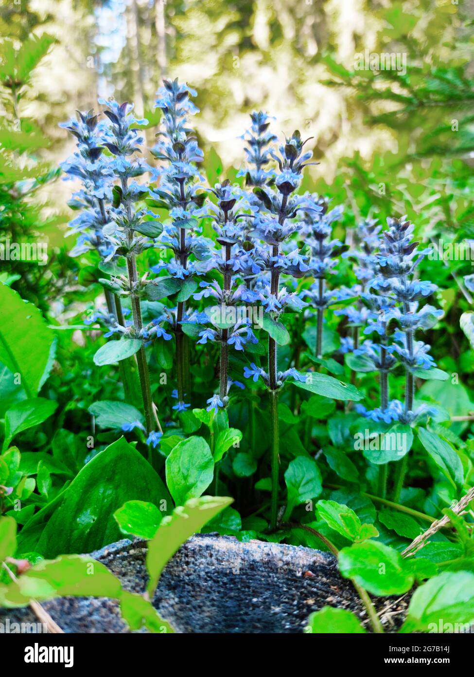 Gunsel rampant, Ajuga reptans Banque D'Images