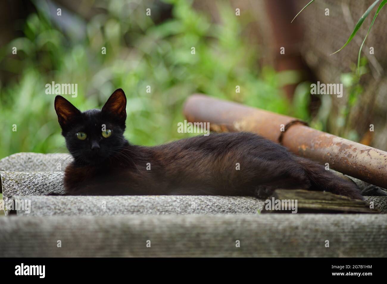 Chat noir de Yong debout sur l'ardoise dans le jardin ensoleillé d'été. Banque D'Images