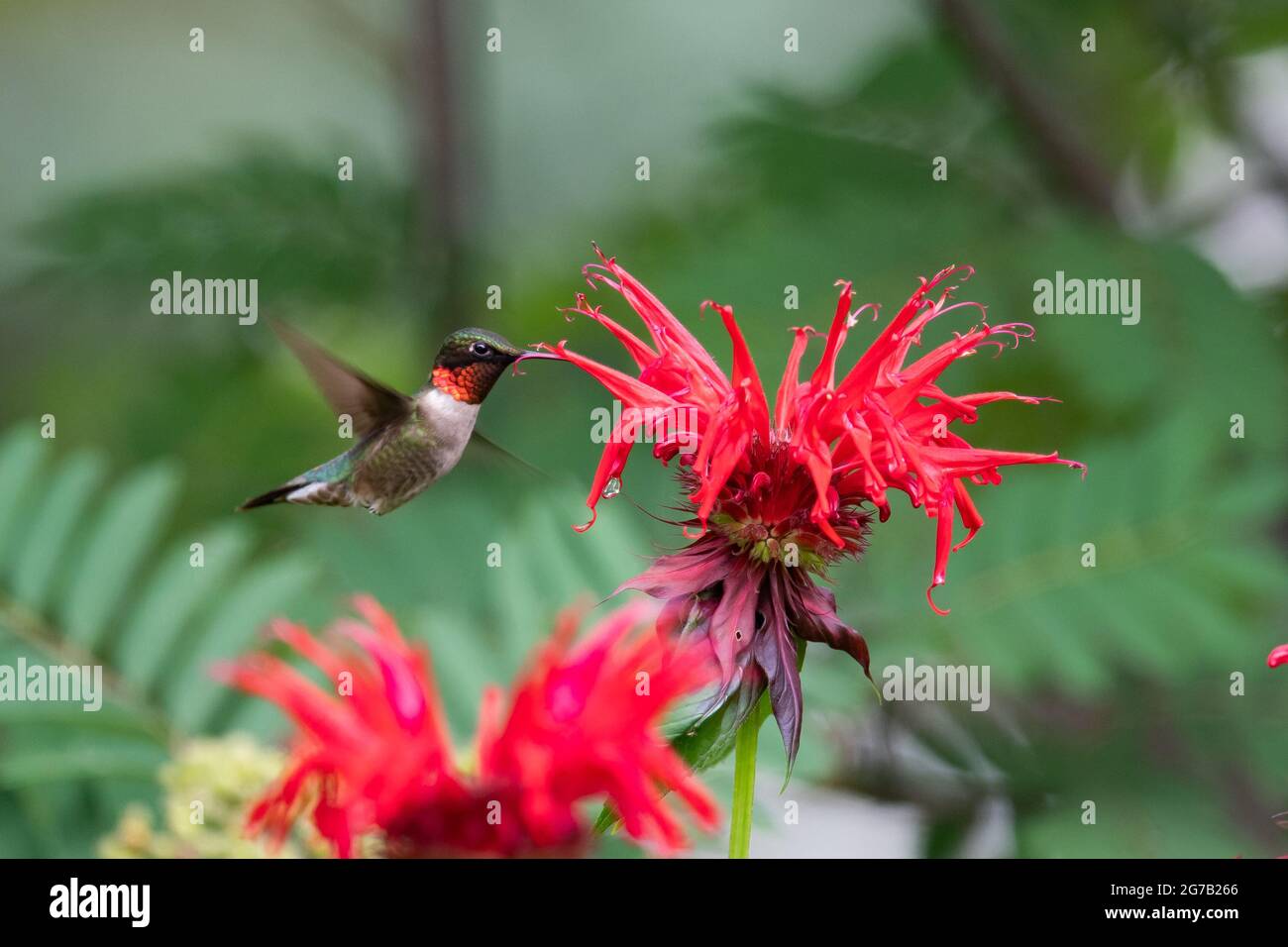 Un colibri à gorge rubis, archilochus colubris, se nourrissant à Monarda ou abeille fleurs de baume dans un jardin dans le spéculateur, NY USA au début de l'été. Banque D'Images