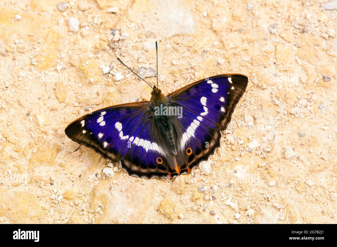 Purple Emperor papillon Apatura iris sur le chemin du rez-de-chaussée prenant des sels et des nutriments dans la réserve naturelle de Fermyn Woods Northampton Angleterre Royaume-Uni Banque D'Images
