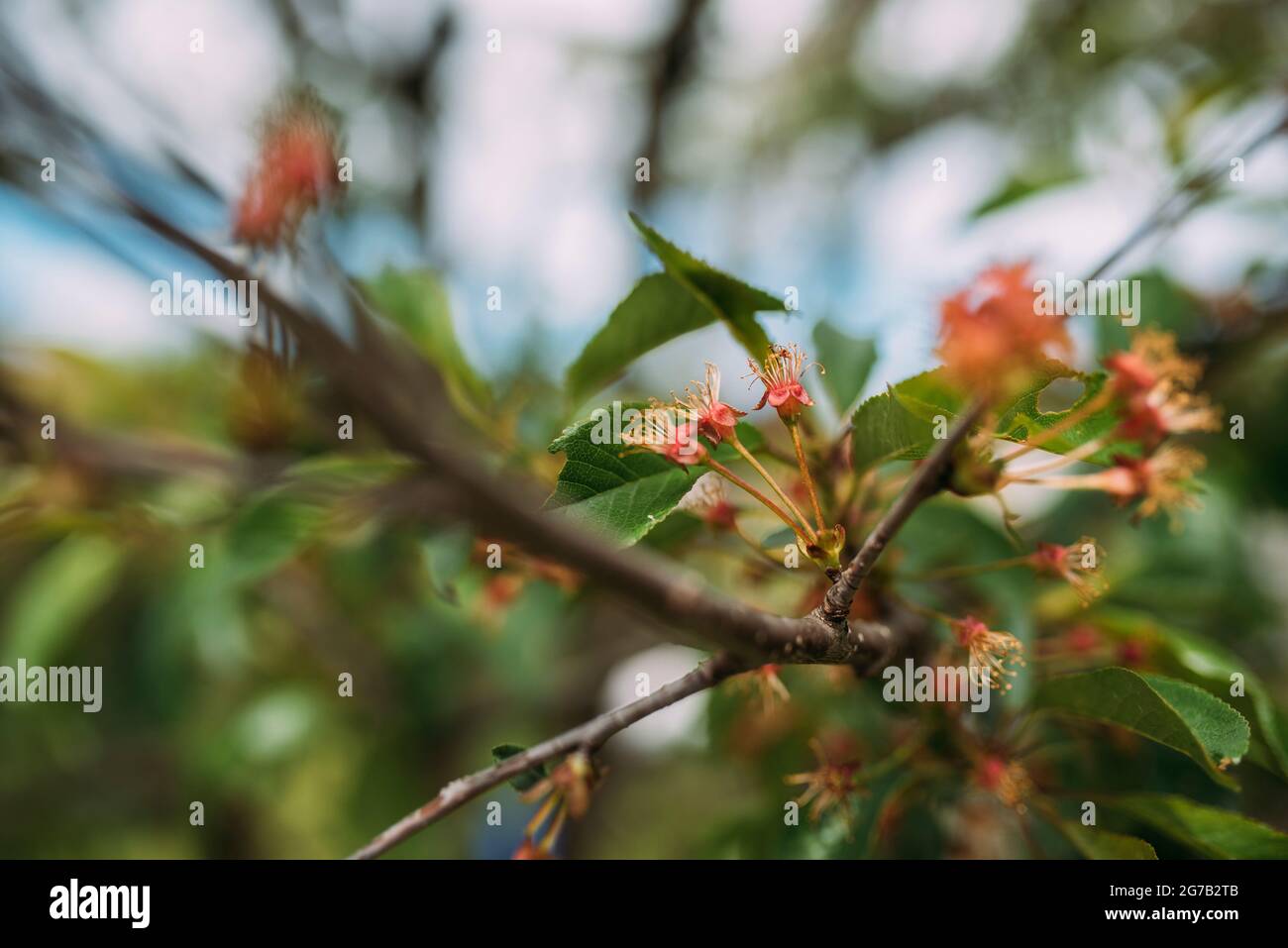 cerisiers en fleurs Banque D'Images