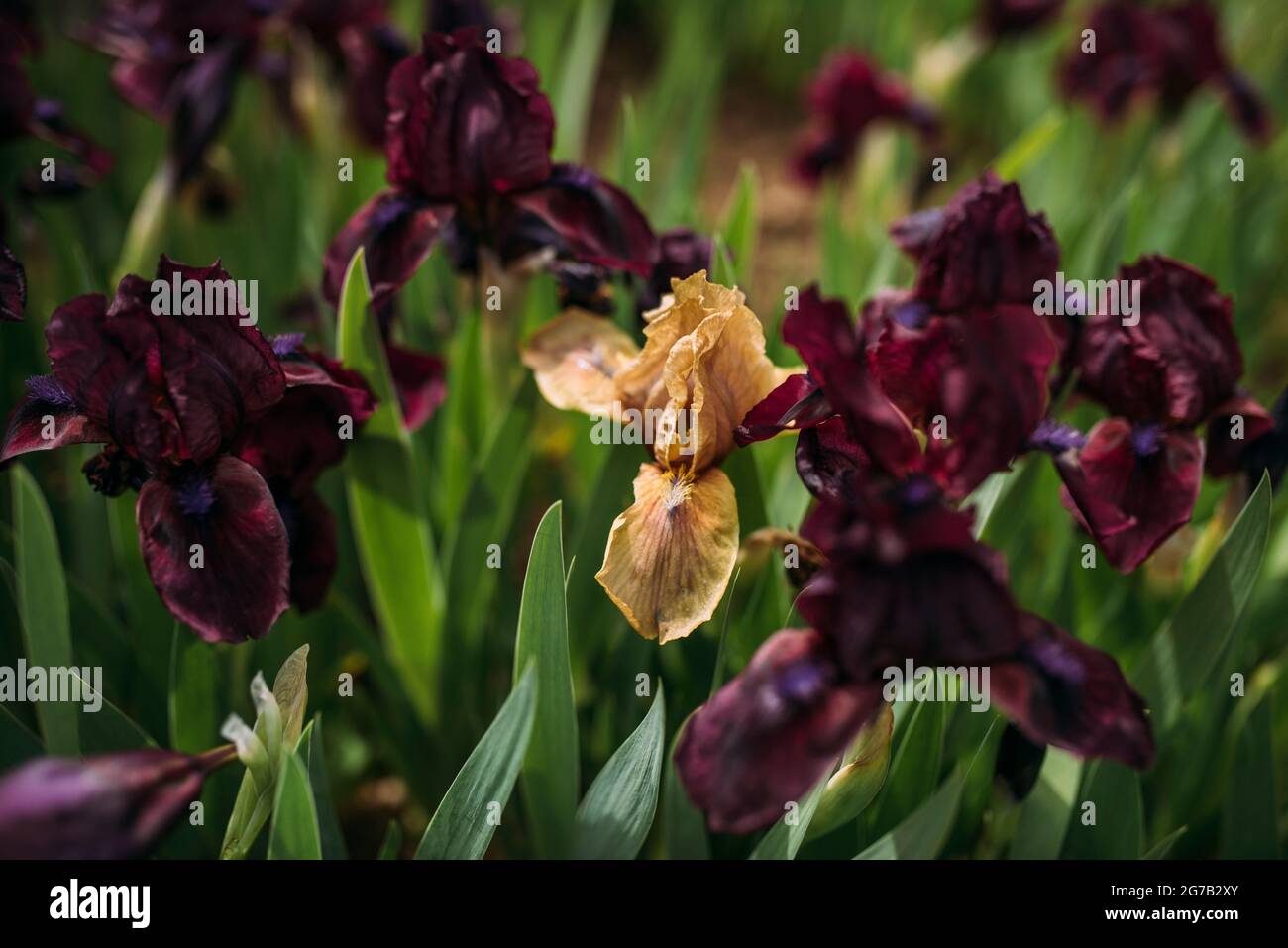 Les iris s'estompent entre les iris violet foncé en fleurs Banque D'Images