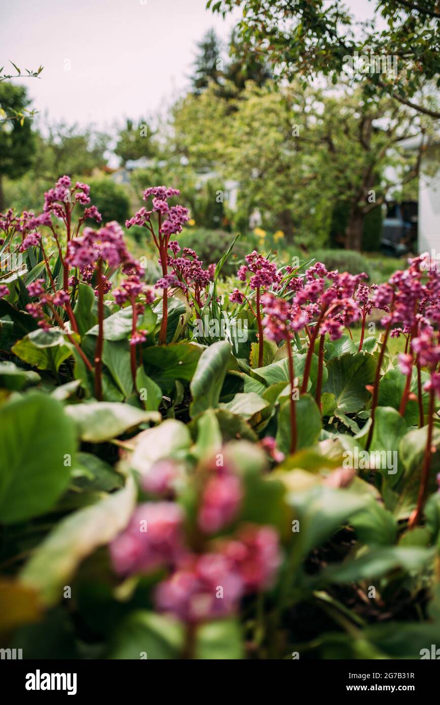 Bergenia à feuilles de coeur (Bergenia crassifolia) Banque D'Images