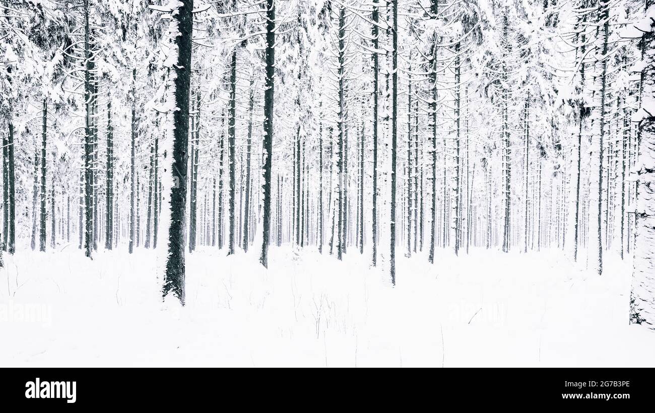 Forêt d'hiver, Monschau, Allemagne Banque D'Images