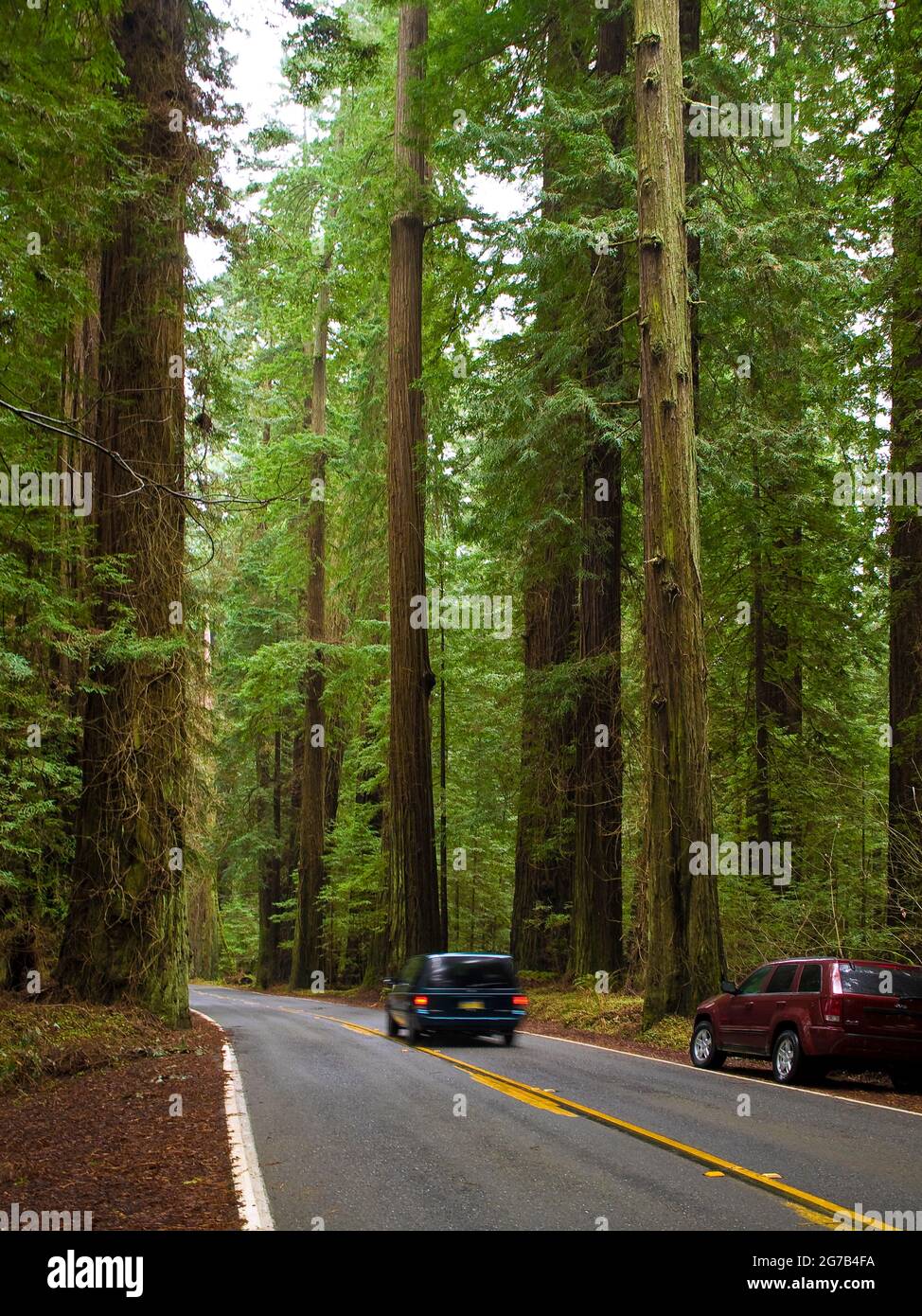 Avenue des géants, parc régional Humboldt Redwoods, Californie, États-Unis Banque D'Images