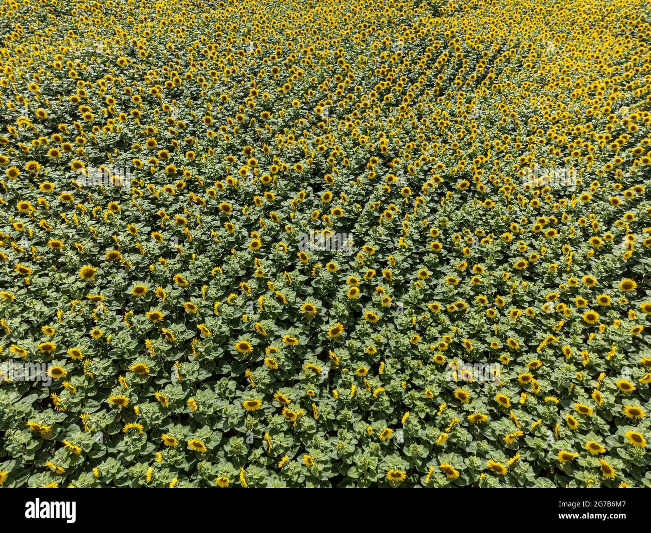 Vue aérienne d'un champ de tournesol en été Banque D'Images