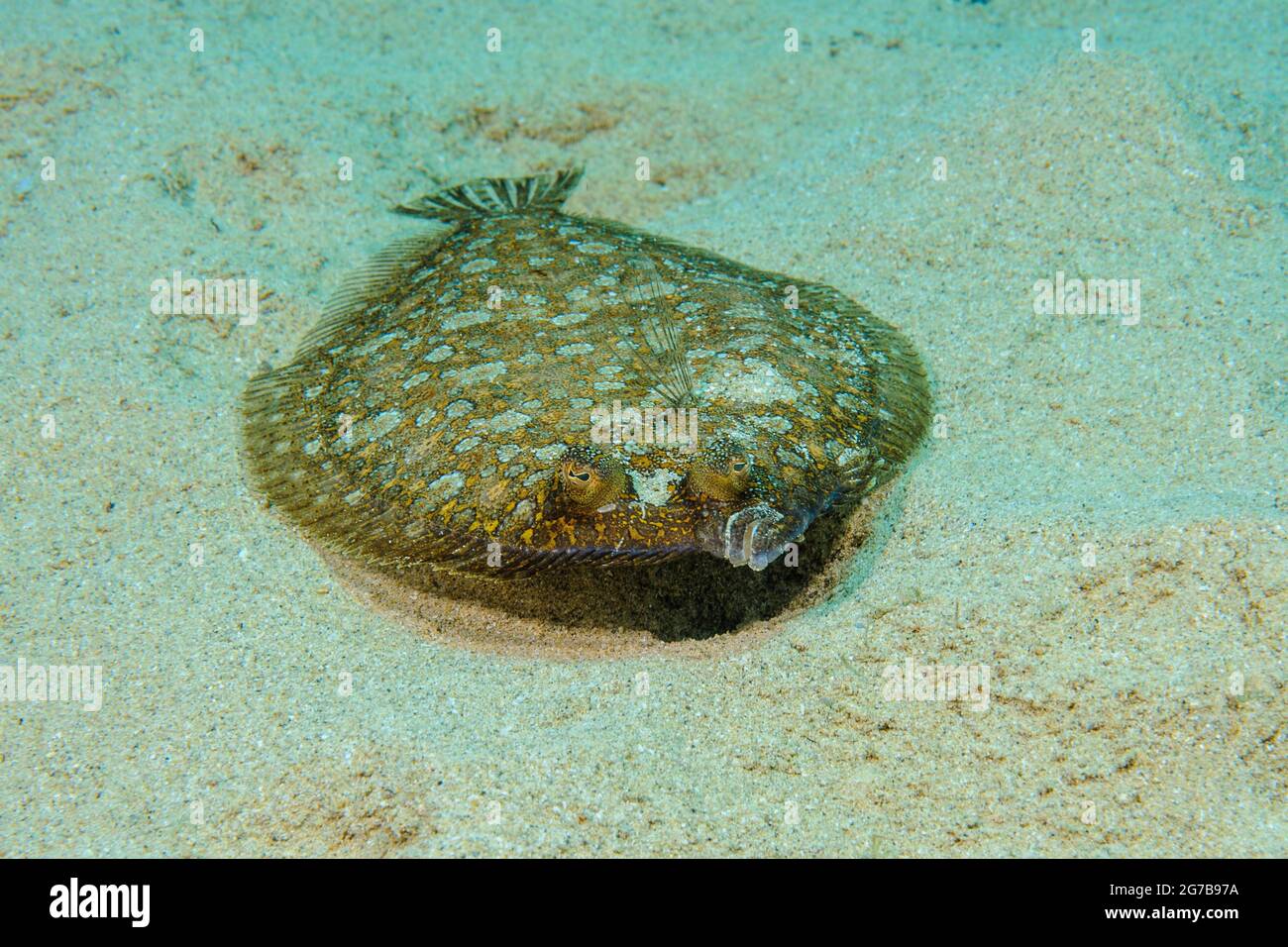 Plie rouge (Bothus podas), située sur un fond sablonneux, mer Méditerranée Banque D'Images