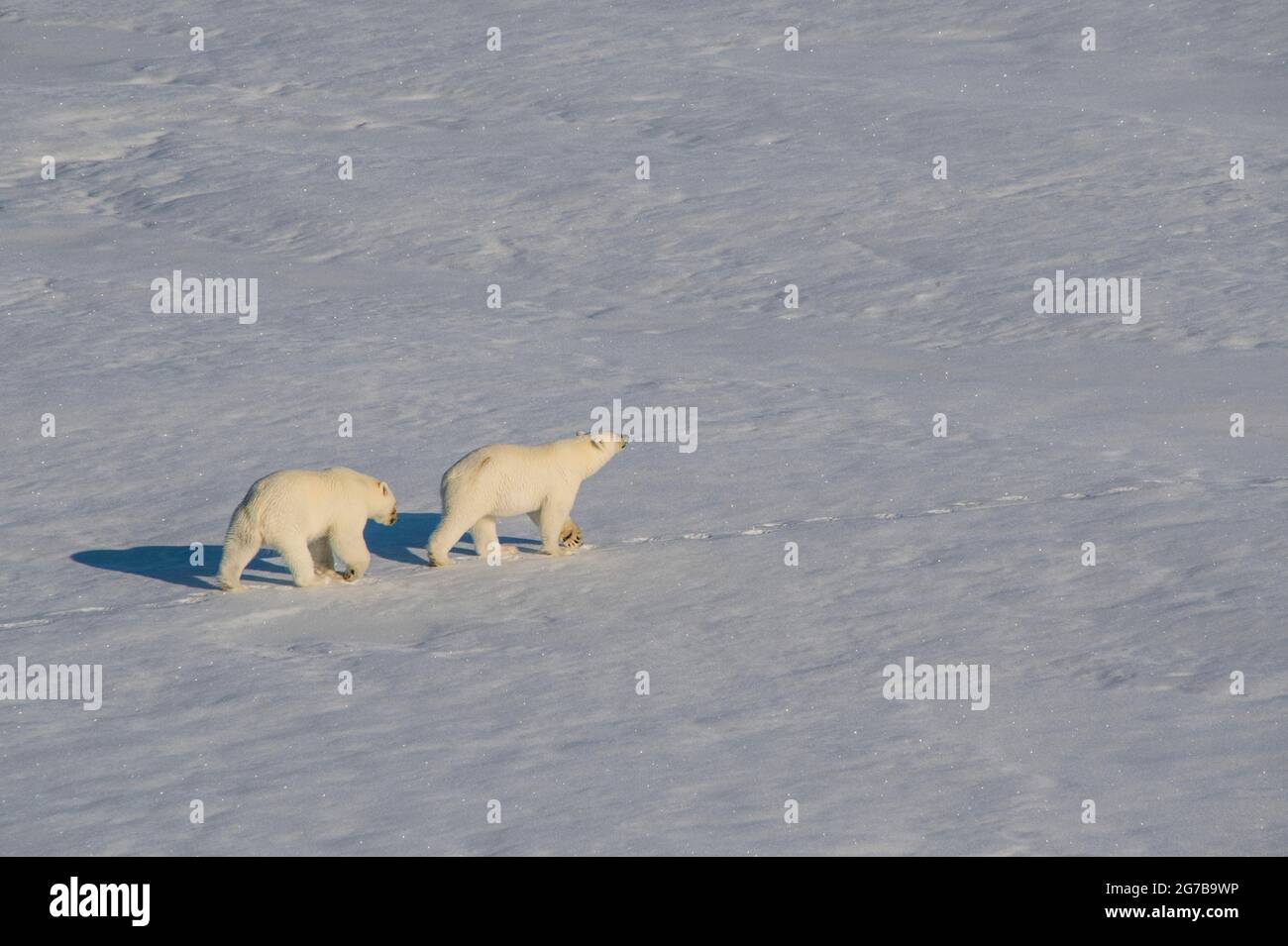 Ourson polaire (Ursus maritimus) en forme de petits dans l'extrême-arctique, près du pôle Nord Banque D'Images Ourson polaire (Ursus maritimus) en forme de petits dans l'extrême-arctique, près du pôle Nord Banque D'Images