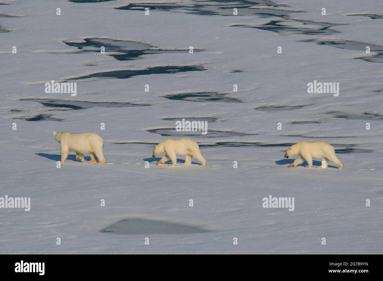 Mère ours polaire (Ursus maritimus) avec leurs petits dans l'extrême arctique près du pôle Nord Banque D'Images Mère ours polaire (Ursus maritimus) avec leurs petits dans l'extrême arctique près du pôle Nord Banque D'Images