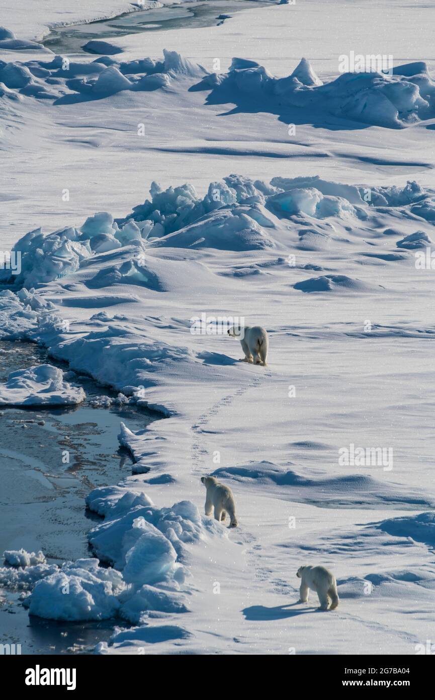 Mère ours polaire (Ursus maritimus) avec leurs petits dans l'extrême arctique près du pôle Nord Banque D'Images Mère ours polaire (Ursus maritimus) avec leurs petits dans l'extrême arctique près du pôle Nord Banque D'Images