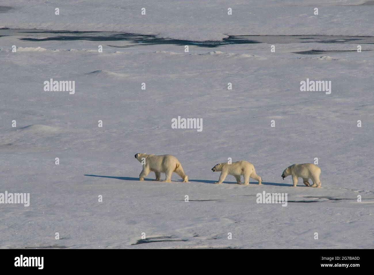 Mère ours polaire (Ursus maritimus) avec leurs petits dans l'extrême arctique près du pôle Nord Banque D'Images Mère ours polaire (Ursus maritimus) avec leurs petits dans l'extrême arctique près du pôle Nord Banque D'Images