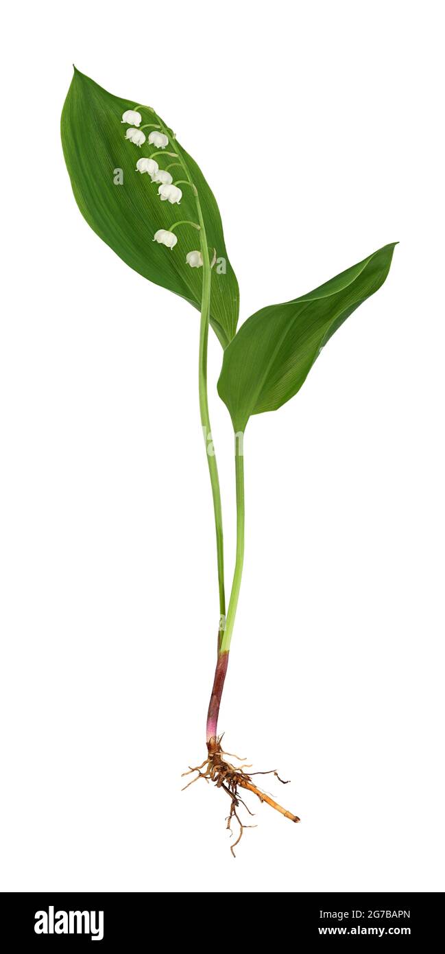 Lily de la vallée (Convallaria majalis), Allemagne Banque D'Images