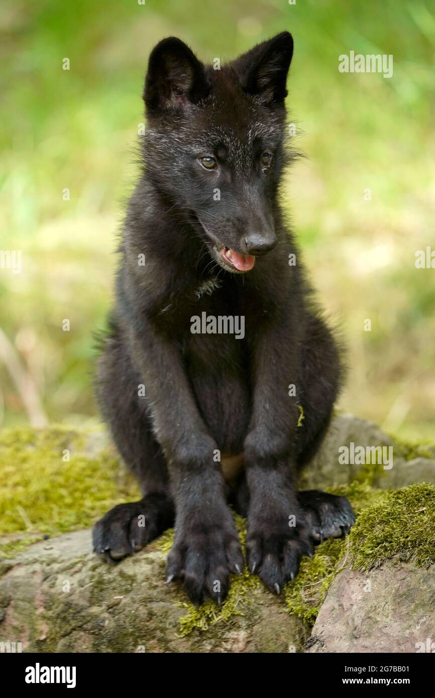 Timberwolf, loup américain Loup de la vallée du Mackenzie (Canis lupus occidentalis) pup assis dans un pré, captif, France Banque D'Images