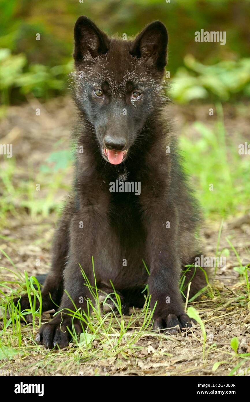 Timberwolf, loup américain Loup de la vallée du Mackenzie (Canis lupus occidentalis) pup assis dans un pré, captif, France Banque D'Images