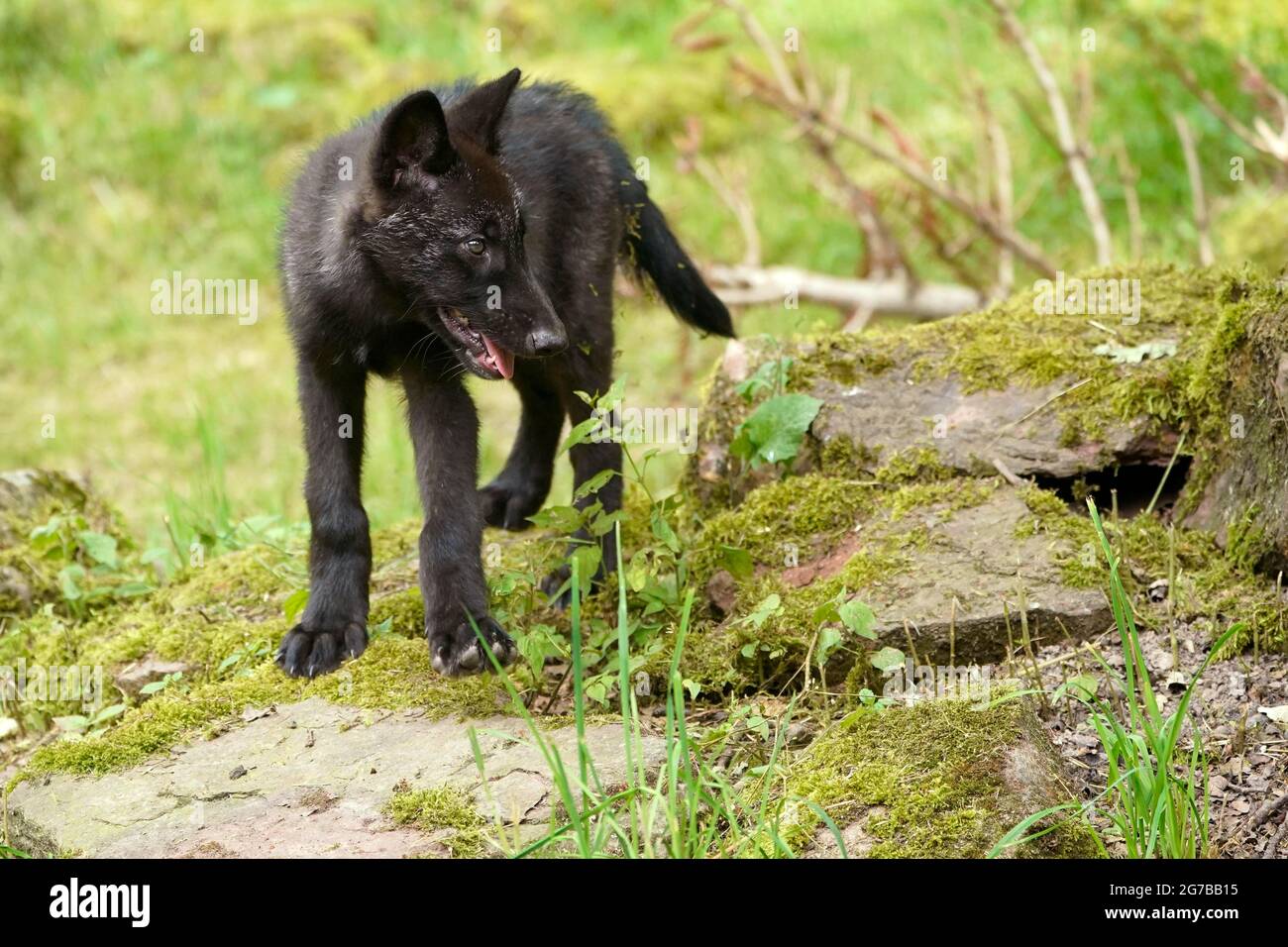 Timberwolf, loup américain Loup de la vallée du Mackenzie (Canis lupus occidentalis) pupe dans un pré, captif, France Banque D'Images