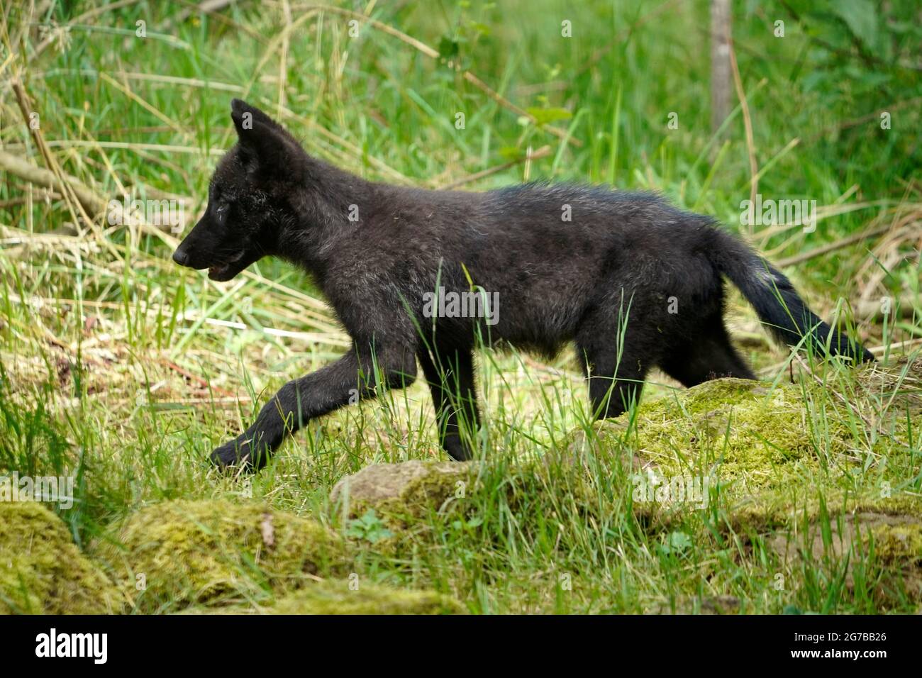 Timberwolf, loup américain Loup de la vallée du Mackenzie (Canis lupus occidentalis) pupe dans un pré, captif, France Banque D'Images