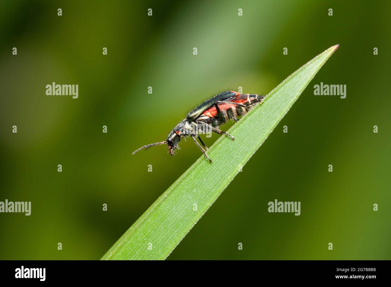 Coléoptère d'araignée, femelle (Cordylepherus viridis) Banque D'Images