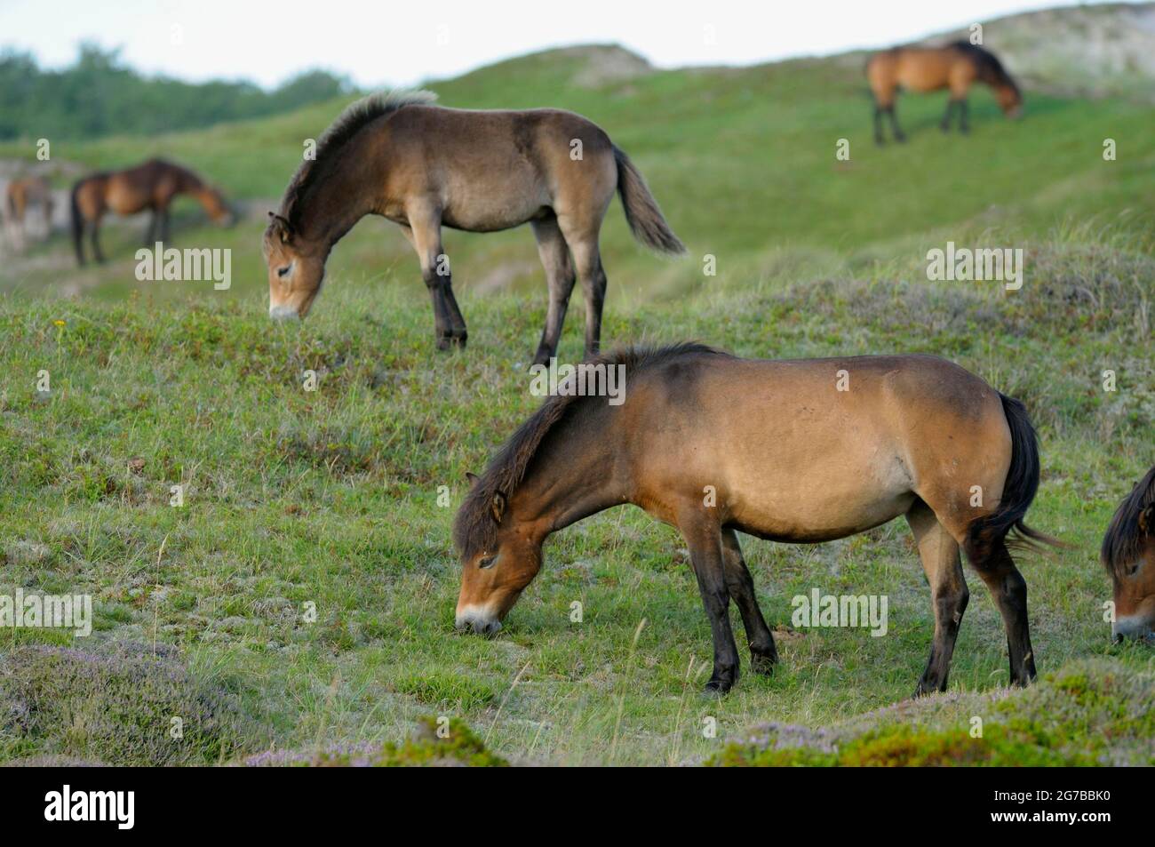 Exmoor ponies, réserve naturelle de Bollekamer, île de Texel, Hollande-Nord, pays-Bas Banque D'Images