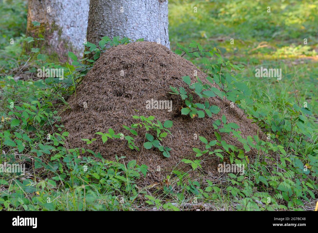 Fourmi de forêt rouge, anthill en forêt, août, Bavière, Allemagne Banque D'Images