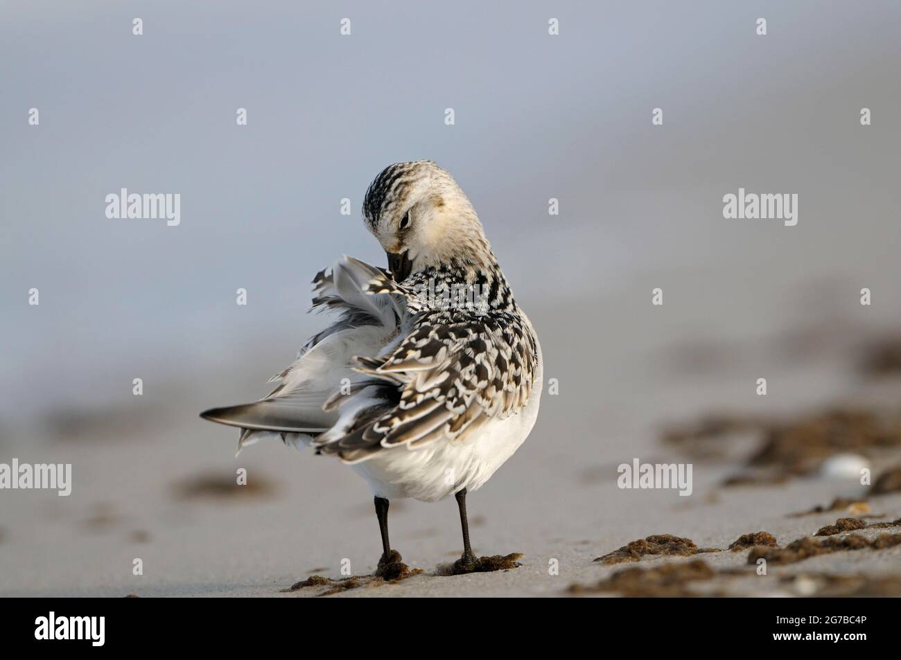 Sanderling, le jeune oiseau de cette année en robe, sur la plage de la mer Baltique, à la recherche de nourriture sur le rivage, se prêtant, octobre, Prerow Banque D'Images