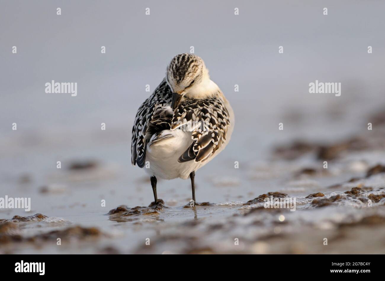 Sanderling, le jeune oiseau de cette année en robe, sur la plage de la mer Baltique, à la recherche de nourriture sur le rivage, se prêtant, octobre, Prerow Banque D'Images