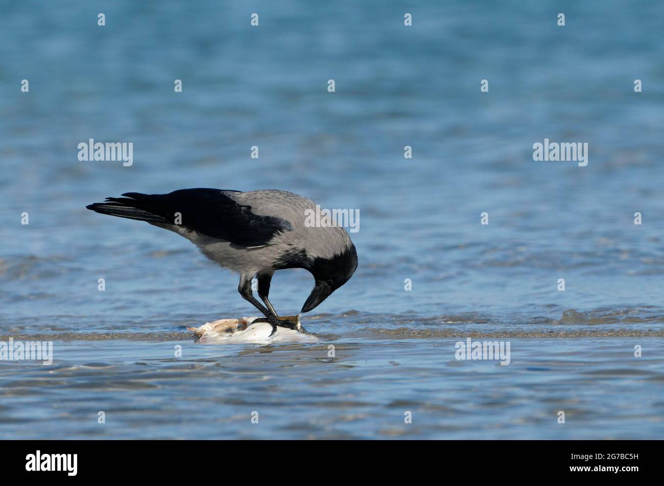 Corbeau à capuchon, à la ligne de rinçage, octobre, Prerow, Parc National Vorpommersche Boddenlandschaft, Mecklembourg-Poméranie occidentale, Mer Baltique, Allemagne Banque D'Images