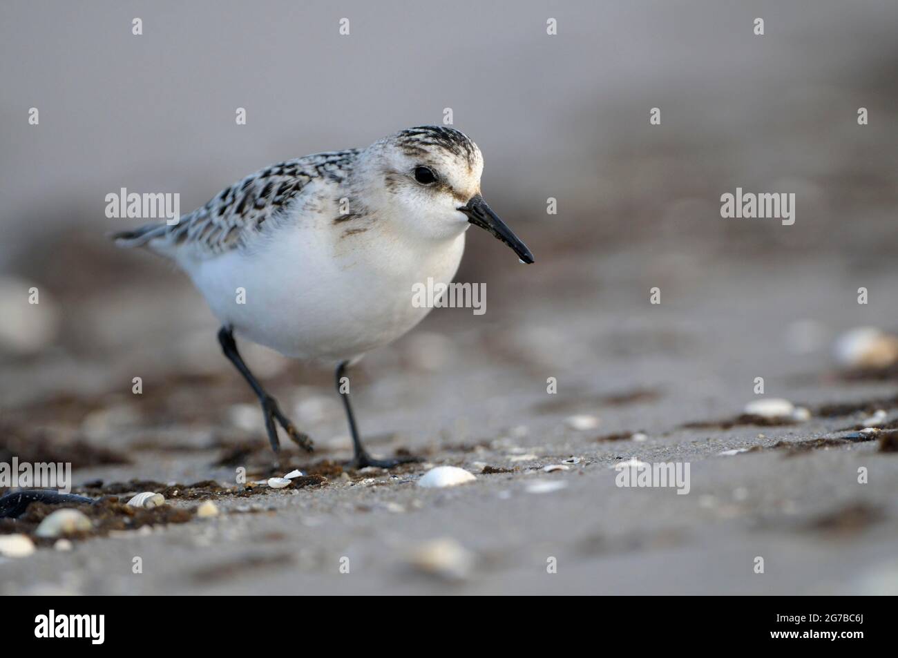 Sanderling, le jeune oiseau de cette année en robe, sur la plage de la mer Baltique, à la recherche de nourriture à la houle, octobre, Prerow, parc national Banque D'Images