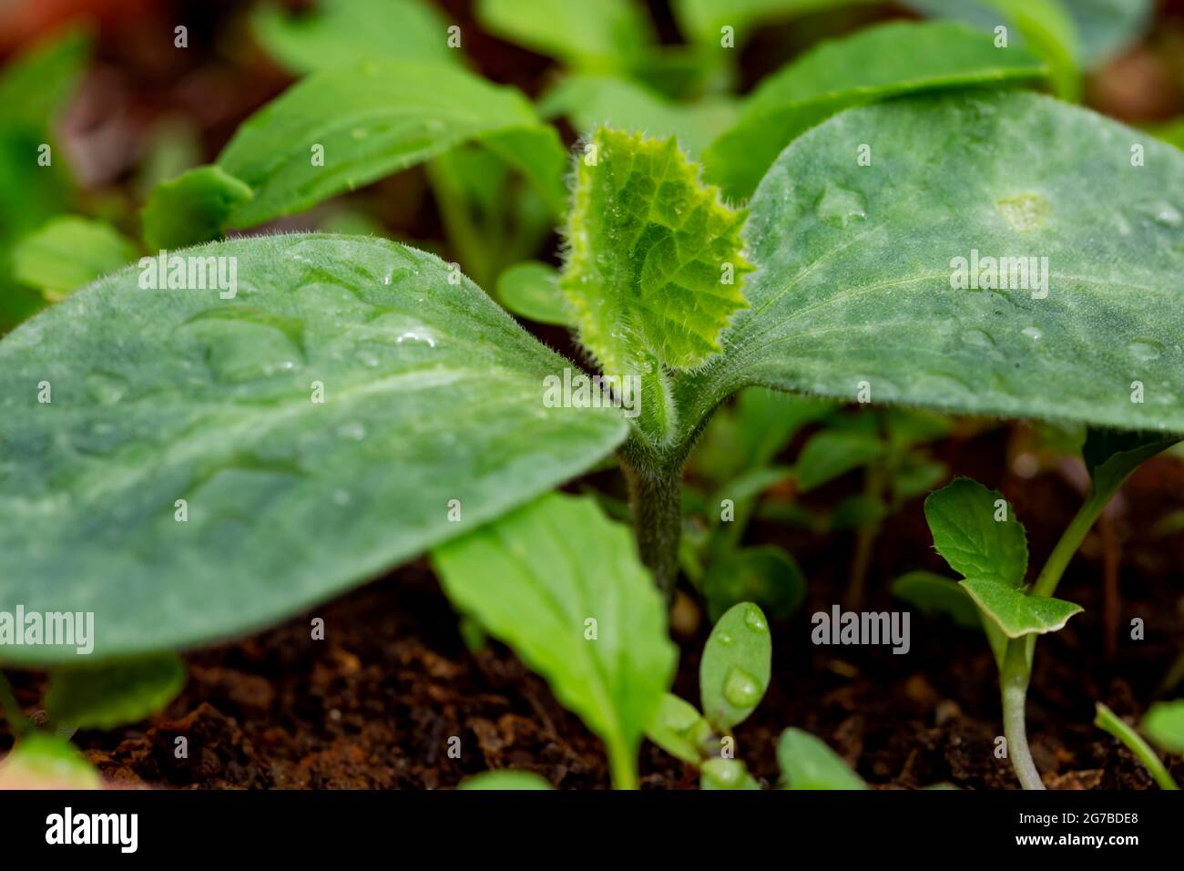 Gros plan de jeunes plants de citrouille (Cucurbita moschata) à beau bassin, en république de Maurice Banque D'Images