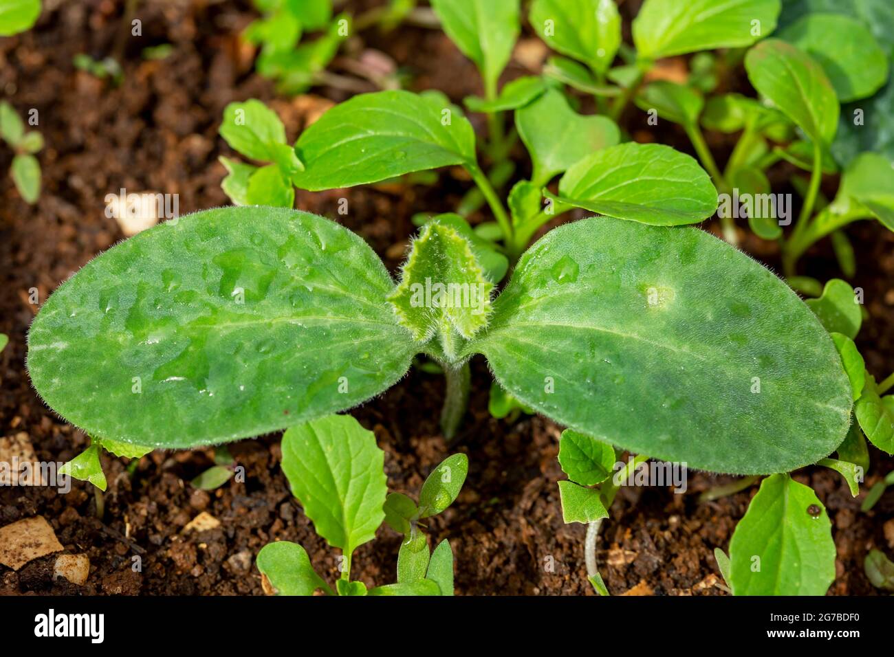 Gros plan de jeunes plants de citrouille (Cucurbita moschata) à beau bassin, en république de Maurice Banque D'Images