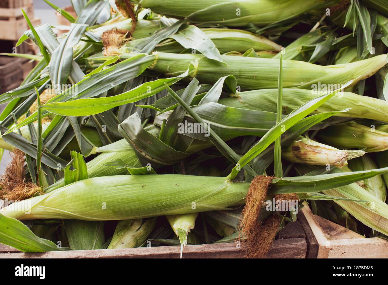Oreille de maïs empilée dans une boîte, exposée à la vente sur le marché de l'agriculteur. Banque D'Images