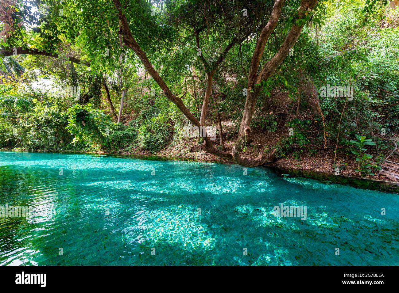 Sources chaudes de turquoise Wikki, parc national de Yankari, est du Nigeria Banque D'Images