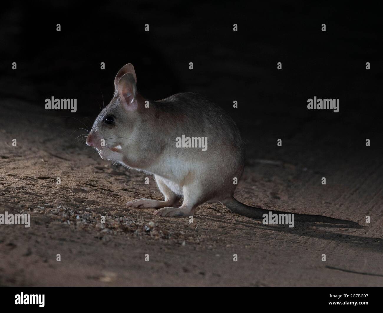 Rat kangourou malgache rat géant malgache (Hypogeomys antimena) dans les forêts sèches de l'ouest de Madagascar, Madagascar Banque D'Images