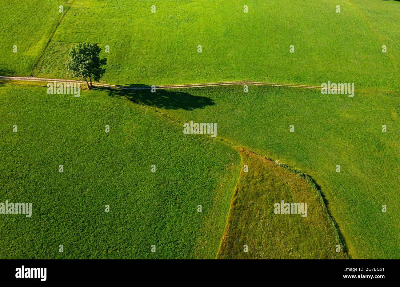 Image de drone, chemin de champ avec arbre à feuilles caduques dans un pré projette une ombre longue, Mondseeland, Salzkammergut, haute-Autriche, Autriche Banque D'Images