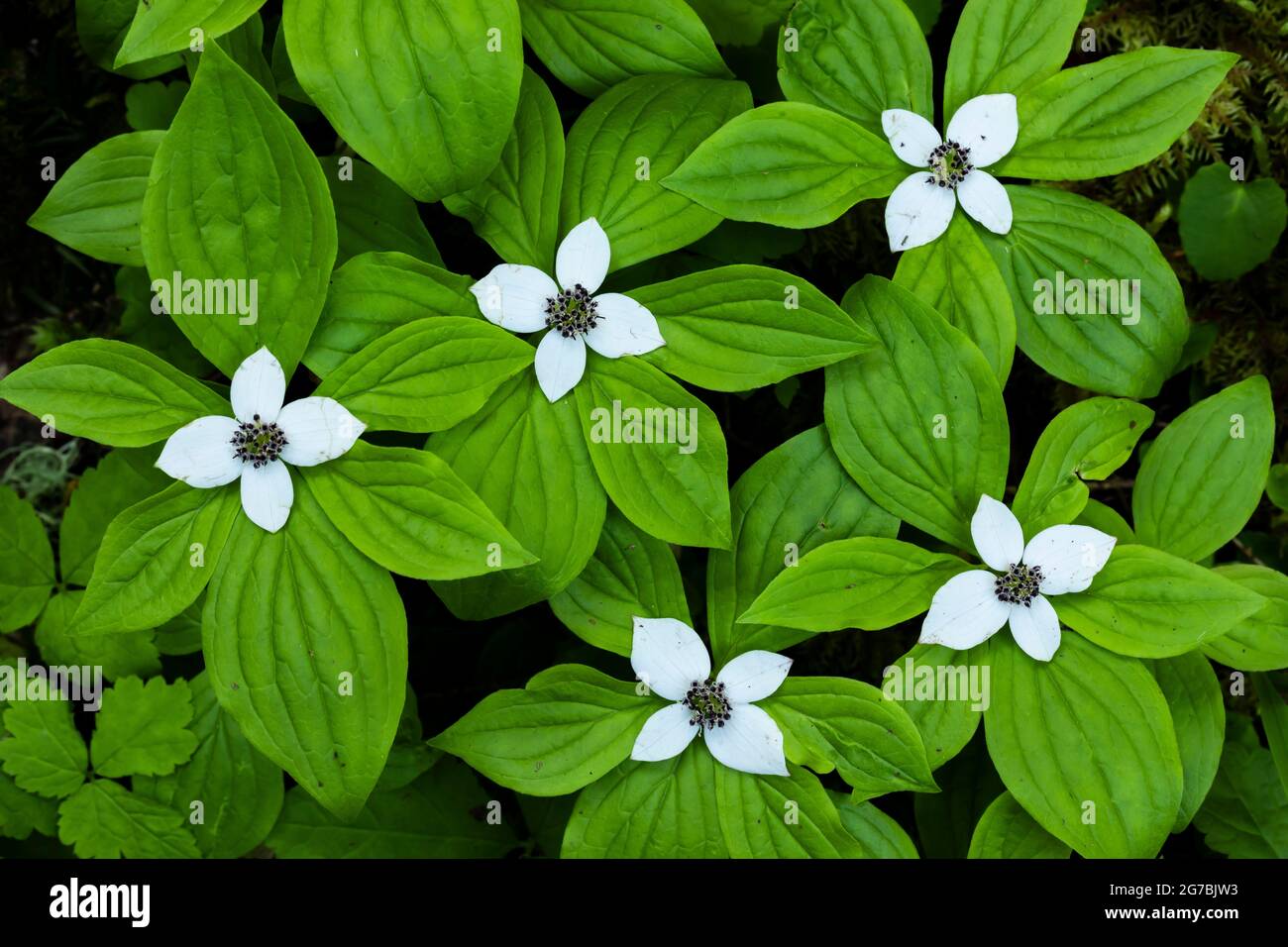 WESTERN Bunchberry, Cornus unalaschkensis, floraison le long de Skookum Flats Trail, Mount Baker-Snoqualmie National Forest, État de Washington, États-Unis Banque D'Images