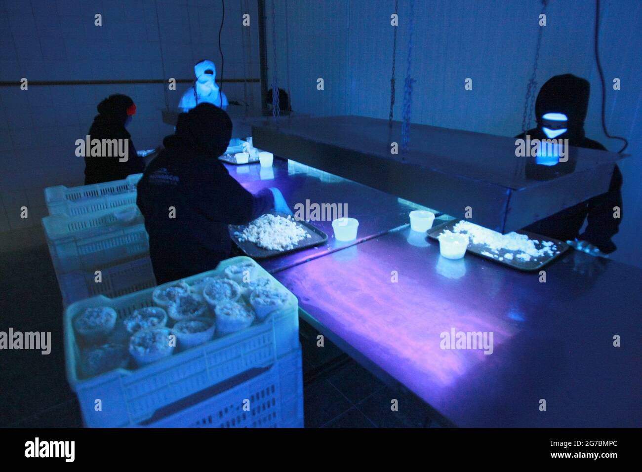 Maracaibo-Venezuela-21-07-2011- un travailleur d'une usine de transformation du crabe bleu prépare l'espèce à être mise en pacotée et exportée aux États-Unis. © JOSE EST Banque D'Images