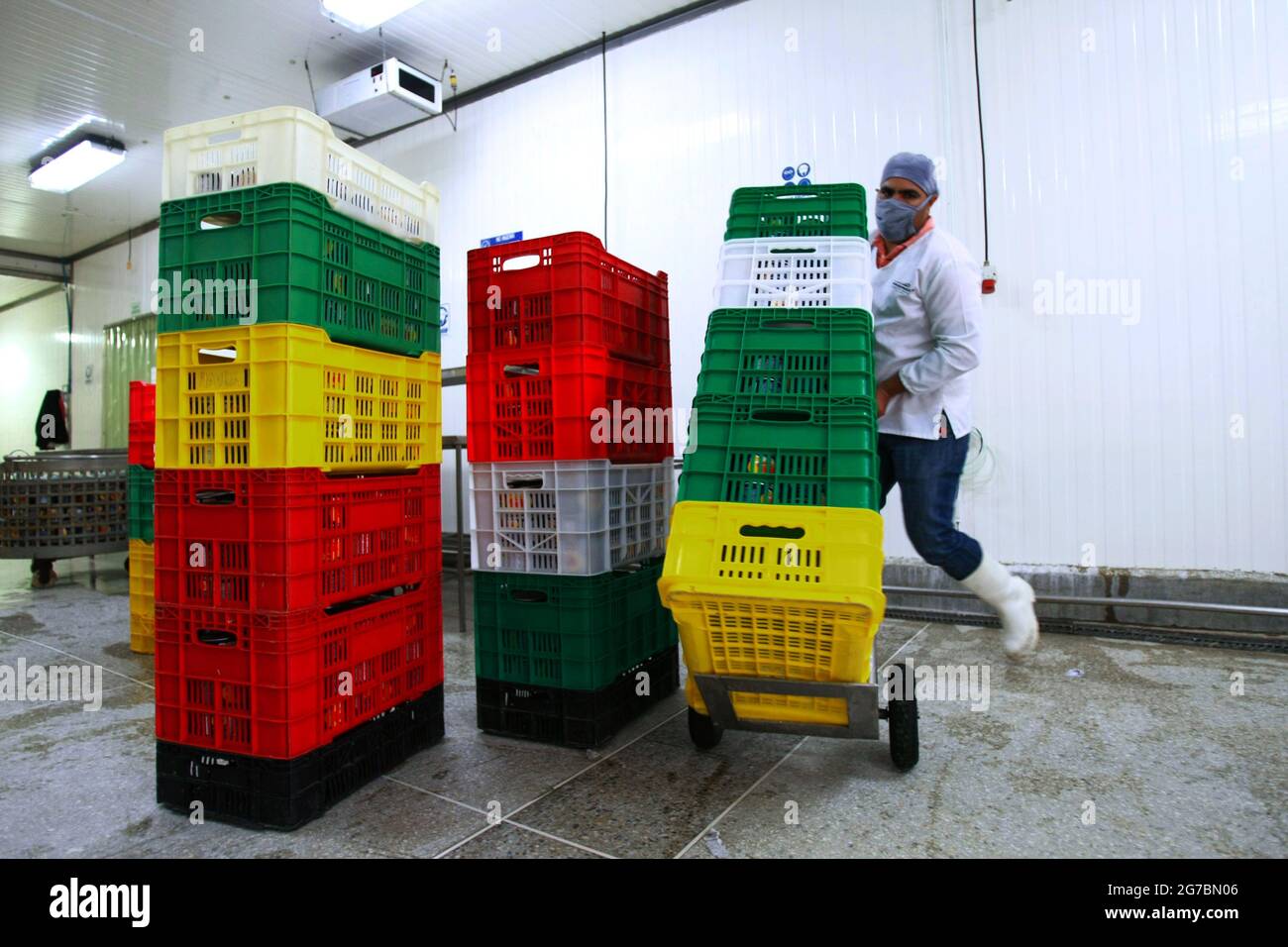 Maracaibo-Venezuela-21-07-2011- un travailleur d'une usine de transformation du crabe bleu prépare l'espèce à être mise en pacotée et exportée aux États-Unis. © JOSE EST Banque D'Images